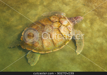 To use this stock image in your creative project, please select the size you need over to the right and click the "Add to Cart" button.
Your downloaded image will come with the Cutcaster watermark removed so don’t worry about the watermark you see on this page. Carribean Sea Turtle Swimming stock photo, Large Carribean Sea Turtle near beach below water surface by Scott Griessel