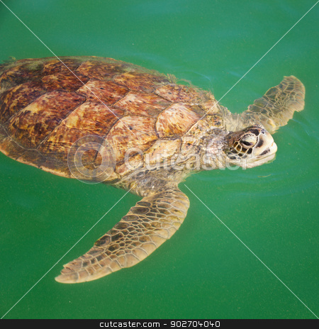 To use this stock image in your creative project, please select the size you need over to the right and click the "Add to Cart" button.
Your downloaded image will come with the Cutcaster watermark removed so don’t worry about the watermark you see on this page. Sea Turtle in the Caribbean stock photo, Large Carribean Sea Turtle at the surface of the ocean by Scott Griessel