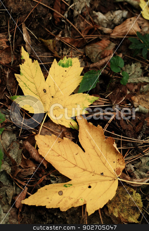 To use this stock image in your creative project, please select the size you need over to the right and click the "Add to Cart" button.
Your downloaded image will come with the Cutcaster watermark removed so don’t worry about the watermark you see on this page. Autumn leaves stock photo, Colorful background of autumn leaves by Nneirda