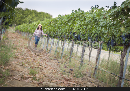 To use this stock image in your creative project, please select the size you need over to the right and click the "Add to Cart" button.
Your downloaded image will come with the Cutcaster watermark removed so don’t worry about the watermark you see on this page. Young Female Farmer Inspecting the Grapes in Vineyard stock photo, Young Mixed Race Female Farmer Inspecting the Wine Grapes in the Vineyard. by Andy Dean