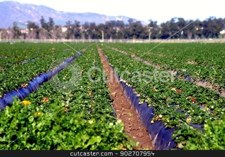 To use this stock image in your creative project, please select the size you need over to the right and click the "Add to Cart" button.
Your downloaded image will come with the Cutcaster watermark removed so don’t worry about the watermark you see on this page. Strawberry Fields stock photo, View of the rows at a strawberry field. by Henrik Lehnerer