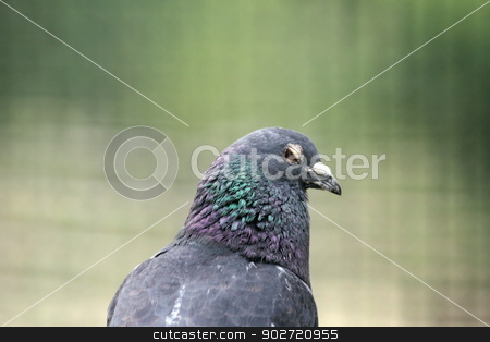 To use this stock image in your creative project, please select the size you need over to the right and click the "Add to Cart" button.
Your downloaded image will come with the Cutcaster watermark removed so don’t worry about the watermark you see on this page. shy pigeon portrait stock photo, portrait of a shy pigeon at an animal farm by coroiu octavian
