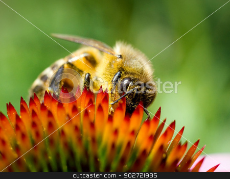 To use this stock image in your creative project, please select the size you need over to the right and click the "Add to Cart" button.
Your downloaded image will come with the Cutcaster watermark removed so don’t worry about the watermark you see on this page. Bee on echinacea flower. stock photo, Bee on echinacea flower. by Oleksiy Fedorov