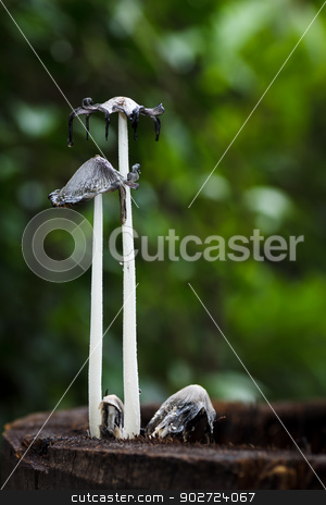 To use this stock image in your creative project, please select the size you need over to the right and click the "Add to Cart" button.
Your downloaded image will come with the Cutcaster watermark removed so don’t worry about the watermark you see on this page. dead mushrooms stock photo, Macro photography of dead mushrooms on dead tree by prajit48