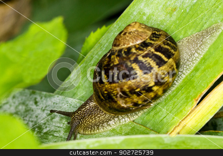 To use this stock image in your creative project, please select the size you need over to the right and click the "Add to Cart" button.
Your downloaded image will come with the Cutcaster watermark removed so don’t worry about the watermark you see on this page. at full speed!! stock photo, close up of snail on leaf by andrew33