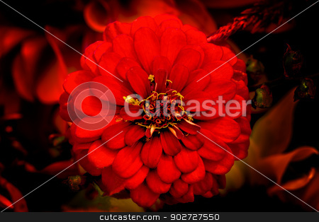 To use this stock image in your creative project, please select the size you need over to the right and click the "Add to Cart" button.
Your downloaded image will come with the Cutcaster watermark removed so don’t worry about the watermark you see on this page. Red Zinnia Astereaceae Blooming Black Background stock photo, Red Zinnia Astereaceae Petals Blooming in Seattle Washington. by William Perry
