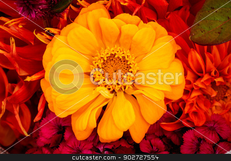 To use this stock image in your creative project, please select the size you need over to the right and click the "Add to Cart" button.
Your downloaded image will come with the Cutcaster watermark removed so don’t worry about the watermark you see on this page. Yellow Zinnia Astereaceae Blooming Bouquet Black Background stock photo, Yellow Zinnia Astereaceae Petals Bouquet Blooming by William Perry