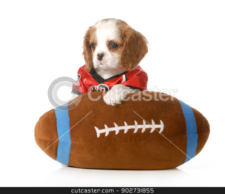 To use this stock image in your creative project, please select the size you need over to the right and click the "Add to Cart" button.
Your downloaded image will come with the Cutcaster watermark removed so don’t worry about the watermark you see on this page. sports hound stock photo, sports hound - cute cavalier king charles spaniel puppy dressed up like a football player with stuffed toy football - 7 weeks old by John McAllister
