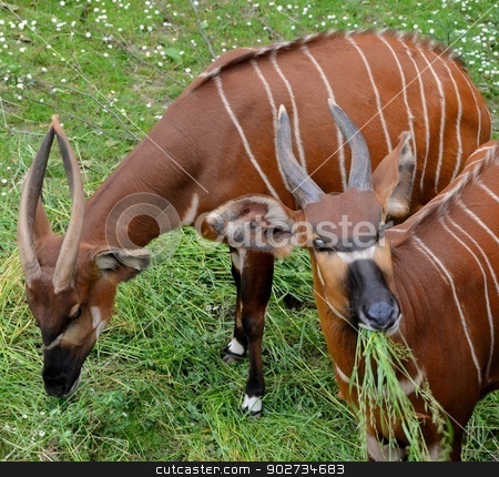 To use this stock image in your creative project, please select the size you need over to the right and click the "Add to Cart" button.
Your downloaded image will come with the Cutcaster watermark removed so don’t worry about the watermark you see on this page. Wildlife stock photo, Wildlife at the zoo of Antwerp. by Shadowmaker