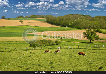 To use this stock image in your creative project, please select the size you need over to the right and click the "Add to Cart" button.
Your downloaded image will come with the Cutcaster watermark removed so don’t worry about the watermark you see on this page. Cow herd in green landscape stock photo, Herd of cows in green landscape under blue sky by xbrchx