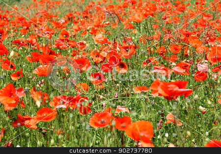 To use this stock image in your creative project, please select the size you need over to the right and click the "Add to Cart" button.
Your downloaded image will come with the Cutcaster watermark removed so don’t worry about the watermark you see on this page. Red poppy flowers in bloom stock photo, Field of red poppy flowers in bloom; summer scene. by Martin Crowdy