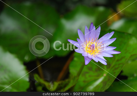 To use this stock image in your creative project, please select the size you need over to the right and click the "Add to Cart" button.
Your downloaded image will come with the Cutcaster watermark removed so don’t worry about the watermark you see on this page. Lotus stock photo, A beautiful lotus in summer by narathorn
