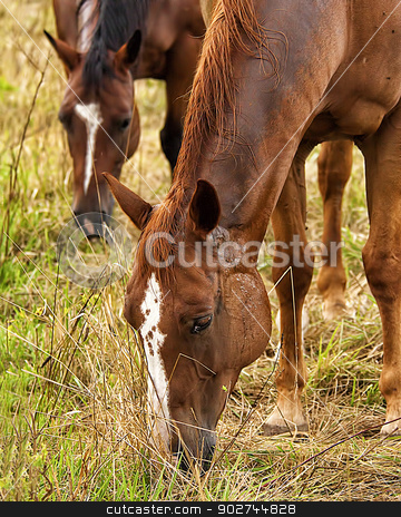 To use this stock image in your creative project, please select the size you need over to the right and click the "Add to Cart" button.
Your downloaded image will come with the Cutcaster watermark removed so don’t worry about the watermark you see on this page. Horses (1) stock photo, Two brown horses eating grass. by W. Paul Thomas