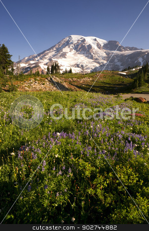To use this stock image in your creative project, please select the size you need over to the right and click the "Add to Cart" button.
Your downloaded image will come with the Cutcaster watermark removed so don’t worry about the watermark you see on this page. Late Summer Wildflowers Mt. Rainier National Park Skyline Trail stock photo, Wildflowers and Washington States Highest Peak by Christopher Boswell