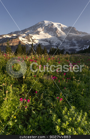 To use this stock image in your creative project, please select the size you need over to the right and click the "Add to Cart" button.
Your downloaded image will come with the Cutcaster watermark removed so don’t worry about the watermark you see on this page. Late Summer Wildflowers Mt. Rainier National Park Skyline Trail stock photo, Wildflowers and Washington States Highest Peak by Christopher Boswell