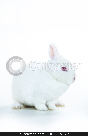 To use this stock image in your creative project, please select the size you need over to the right and click the "Add to Cart" button.
Your downloaded image will come with the Cutcaster watermark removed so don’t worry about the watermark you see on this page. White rabbit stock photo, White rabbit sitting against white background by Wavebreak Media