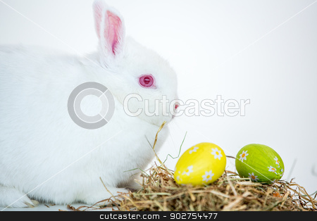 To use this stock image in your creative project, please select the size you need over to the right and click the "Add to Cart" button.
Your downloaded image will come with the Cutcaster watermark removed so don’t worry about the watermark you see on this page. White bunny beside nest of foil wrapped easter eggs stock photo, White bunny beside nest of foil wrapped easter eggs on white background by Wavebreak Media