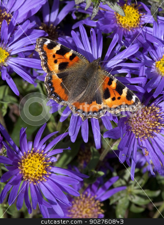 To use this stock image in your creative project, please select the size you need over to the right and click the "Add to Cart" button.
Your downloaded image will come with the Cutcaster watermark removed so don’t worry about the watermark you see on this page. small tortoiseshell butterfly stock photo, a small tortoiseshell butterfly latin name aglais urticae feeding on colorful purple and yellow aster flowers by Mike Smith