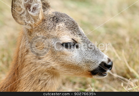 To use this stock image in your creative project, please select the size you need over to the right and click the "Add to Cart" button.
Your downloaded image will come with the Cutcaster watermark removed so don’t worry about the watermark you see on this page. closeup portrait of a baby roe deer stock photo, closeup portrait of a roe deer calf ( capreolus ) by coroiu octavian