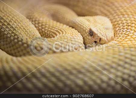 To use this stock image in your creative project, please select the size you need over to the right and click the "Add to Cart" button.
Your downloaded image will come with the Cutcaster watermark removed so don’t worry about the watermark you see on this page. Albino Western Diamond Back Rattlesnake stock photo, Watchhful Albino Western Diaomnd Back Rattlesnake by Scott Griessel