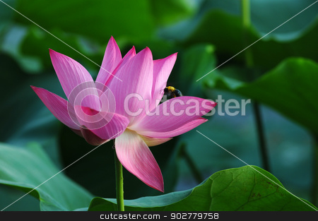 To use this stock image in your creative project, please select the size you need over to the right and click the "Add to Cart" button.
Your downloaded image will come with the Cutcaster watermark removed so don’t worry about the watermark you see on this page. Lotus flower and plant stock photo, Lotus flower and plant in a pond by John Young