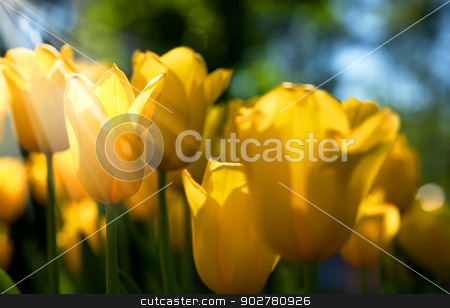 To use this stock image in your creative project, please select the size you need over to the right and click the "Add to Cart" button.
Your downloaded image will come with the Cutcaster watermark removed so don’t worry about the watermark you see on this page. field of tulip. summer abstract backgrounds stock photo, field of tulip. summer abstract backgrounds by tolokonov