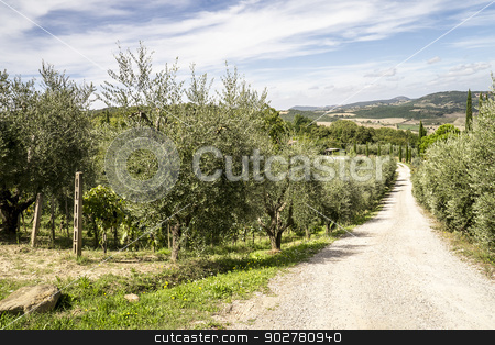 To use this stock image in your creative project, please select the size you need over to the right and click the "Add to Cart" button.
Your downloaded image will come with the Cutcaster watermark removed so don’t worry about the watermark you see on this page. Olive trees stock photo, An image of olive trees in Tuscany Italy by Markus Gann