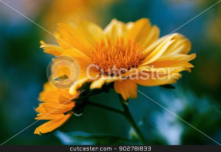 To use this stock image in your creative project, please select the size you need over to the right and click the "Add to Cart" button.
Your downloaded image will come with the Cutcaster watermark removed so don’t worry about the watermark you see on this page. beauty flowers under the sunlight. scanned from film source stock photo, beauty flowers under the sunlight. scanned from film source by tolokonov
