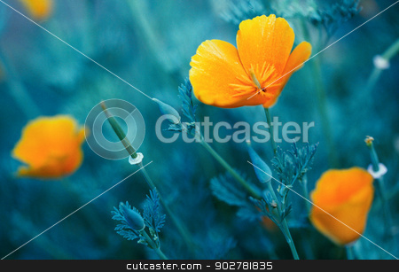 To use this stock image in your creative project, please select the size you need over to the right and click the "Add to Cart" button.
Your downloaded image will come with the Cutcaster watermark removed so don’t worry about the watermark you see on this page. beauty flowers under the sunlight. scanned from film source stock photo, beauty flowers under the sunlight. scanned from film source by tolokonov