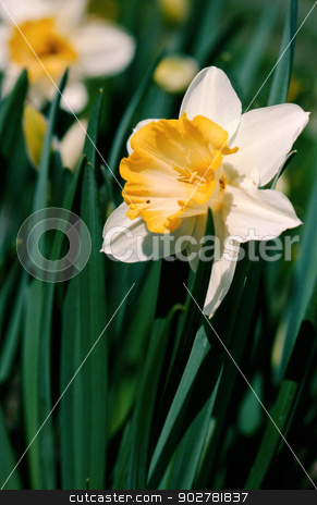 To use this stock image in your creative project, please select the size you need over to the right and click the "Add to Cart" button.
Your downloaded image will come with the Cutcaster watermark removed so don’t worry about the watermark you see on this page. beauty flowers under the sunlight. scanned from film source stock photo, beauty flowers under the sunlight. scanned from film source by tolokonov