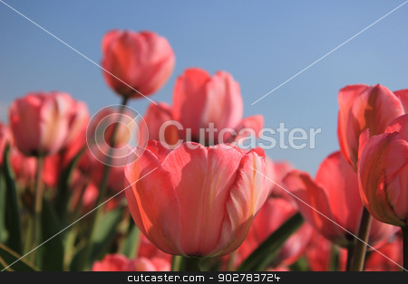 To use this stock image in your creative project, please select the size you need over to the right and click the "Add to Cart" button.
Your downloaded image will come with the Cutcaster watermark removed so don’t worry about the watermark you see on this page. Pink tulips and a blue sky stock photo, Pink tulips growing in a field and a clear blue sky by Porto Sabbia