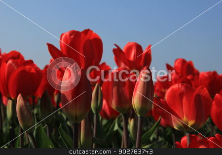 To use this stock image in your creative project, please select the size you need over to the right and click the "Add to Cart" button.
Your downloaded image will come with the Cutcaster watermark removed so don’t worry about the watermark you see on this page. Red tulips in a field stock photo, Red tulips growing in a field and a clear blue sky by Porto Sabbia