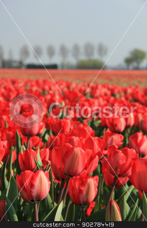 To use this stock image in your creative project, please select the size you need over to the right and click the "Add to Cart" button.
Your downloaded image will come with the Cutcaster watermark removed so don’t worry about the watermark you see on this page. Red tulips in a field stock photo, Red tulips growing in a field and a clear blue sky by Porto Sabbia