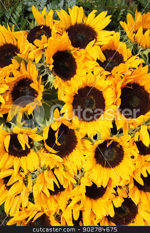 To use this stock image in your creative project, please select the size you need over to the right and click the "Add to Cart" button.
Your downloaded image will come with the Cutcaster watermark removed so don’t worry about the watermark you see on this page. Big group of sunflowers stock photo, Big group of yellow sunflowers in full sunlight by Porto Sabbia