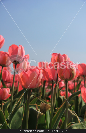 To use this stock image in your creative project, please select the size you need over to the right and click the "Add to Cart" button.
Your downloaded image will come with the Cutcaster watermark removed so don’t worry about the watermark you see on this page. Pink tulips and a blue sky stock photo, Pink tulips growing in a field and a clear blue sky by Porto Sabbia