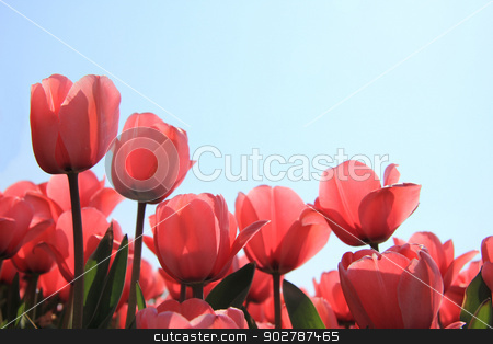 To use this stock image in your creative project, please select the size you need over to the right and click the "Add to Cart" button.
Your downloaded image will come with the Cutcaster watermark removed so don’t worry about the watermark you see on this page. Pink tulips in backlight stock photo, Transparent pink tulips in a backlighted shot by Porto Sabbia