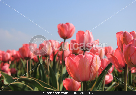 To use this stock image in your creative project, please select the size you need over to the right and click the "Add to Cart" button.
Your downloaded image will come with the Cutcaster watermark removed so don’t worry about the watermark you see on this page. Pink tulips and a blue sky stock photo, Pink tulips growing in a field and a clear blue sky by Porto Sabbia