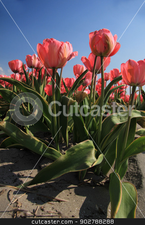 To use this stock image in your creative project, please select the size you need over to the right and click the "Add to Cart" button.
Your downloaded image will come with the Cutcaster watermark removed so don’t worry about the watermark you see on this page. Pink tulips and a blue sky stock photo, Pink tulips growing on a field, flower industry by Porto Sabbia