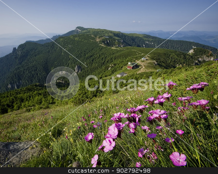 To use this stock image in your creative project, please select the size you need over to the right and click the "Add to Cart" button.
Your downloaded image will come with the Cutcaster watermark removed so don’t worry about the watermark you see on this page. flowers on mountain stock photo, Romanian landscape in Carpathians. summer view by Ioan Panaite