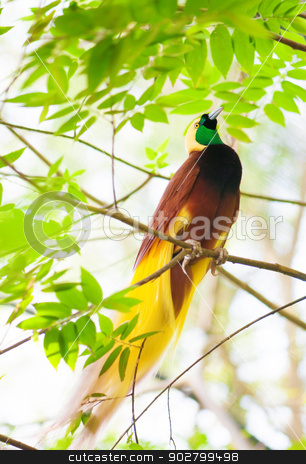 To use this stock image in your creative project, please select the size you need over to the right and click the "Add to Cart" button.
Your downloaded image will come with the Cutcaster watermark removed so don’t worry about the watermark you see on this page. Bird of Paradise stock photo, Lesser Bird of Paradise or Paradisaea minor. One Of the most exotic birds in Papua New Guinea. by szefei