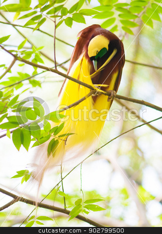 To use this stock image in your creative project, please select the size you need over to the right and click the "Add to Cart" button.
Your downloaded image will come with the Cutcaster watermark removed so don’t worry about the watermark you see on this page. Bird of Paradise is cleaning feathers stock photo, One Of the most exotic birds in Papua New Guinea. Lesser Bird of Paradise or Paradisaea minor cleaning feathers on tree. by szefei