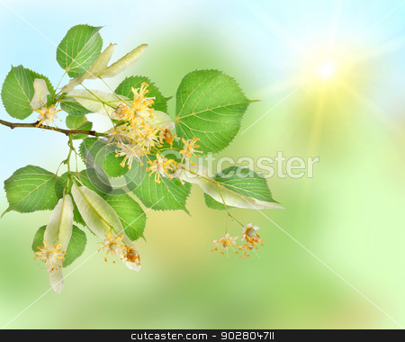 To use this stock image in your creative project, please select the size you need over to the right and click the "Add to Cart" button.
Your downloaded image will come with the Cutcaster watermark removed so don’t worry about the watermark you see on this page. Background of a linden garden stock photo, Abstract background of a linden garden with sun beams by Givaga