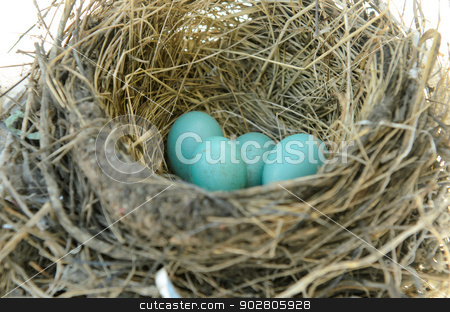 To use this stock image in your creative project, please select the size you need over to the right and click the "Add to Cart" button.
Your downloaded image will come with the Cutcaster watermark removed so don’t worry about the watermark you see on this page. Robins Bird Nest stock photo, Robins nest with 4 eggs in it. Isolated on a white background. by Richard Nelson