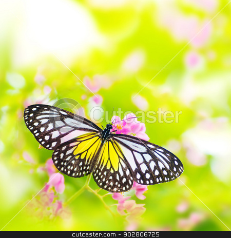 To use this stock image in your creative project, please select the size you need over to the right and click the "Add to Cart" button.
Your downloaded image will come with the Cutcaster watermark removed so don’t worry about the watermark you see on this page. Butterfly on flower stock photo, Butterfly. Parantica aspasia (Yellow Glassy Tiger) feeding on flower. by szefei