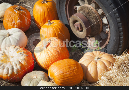 To use this stock image in your creative project, please select the size you need over to the right and click the "Add to Cart" button.
Your downloaded image will come with the Cutcaster watermark removed so don’t worry about the watermark you see on this page. Fresh Fall Pumpkins and Old Rusty Antique Tire stock photo, Fresh Orange Pumpkins and Old Rusty Antique Tire in a Rustic Outdoor Fall Setting.
by Andy Dean