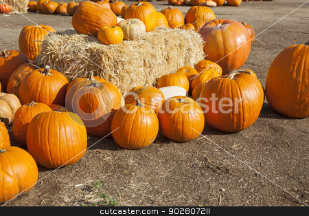 To use this stock image in your creative project, please select the size you need over to the right and click the "Add to Cart" button.
Your downloaded image will come with the Cutcaster watermark removed so don’t worry about the watermark you see on this page. Fresh Orange Pumpkins and Hay in Rustic Fall Setting stock photo, Fresh Orange Pumpkins and Hay in a Rustic Outdoor Fall Setting.
by Andy Dean