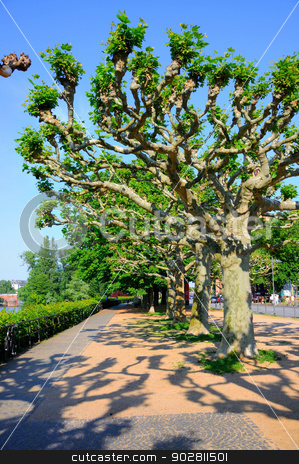 To use this stock image in your creative project, please select the size you need over to the right and click the "Add to Cart" button.
Your downloaded image will come with the Cutcaster watermark removed so don’t worry about the watermark you see on this page. Shadowy alley with trees, Frankfurt am Main, Hessen, Germany stock photo, Shadowy alley with trees, Frankfurt am Main, Hessen, Germany by Dmitry Orlov