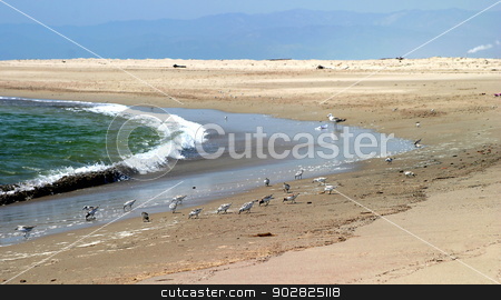 To use this stock image in your creative project, please select the size you need over to the right and click the "Add to Cart" button.
Your downloaded image will come with the Cutcaster watermark removed so don’t worry about the watermark you see on this page. Beach Birds stock photo, Small sea birds at the beach with waves in the background. by Henrik Lehnerer