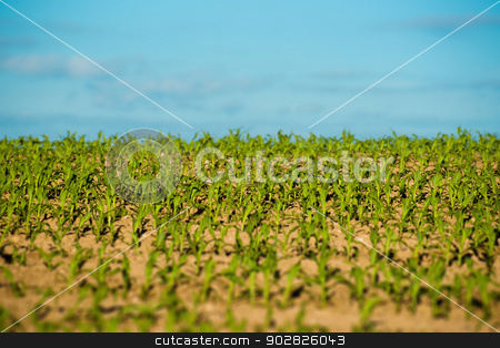 To use this stock image in your creative project, please select the size you need over to the right and click the "Add to Cart" button.
Your downloaded image will come with the Cutcaster watermark removed so don’t worry about the watermark you see on this page. Crops field stock photo, Fresh green crops at a countryside field by Kasper Nymann