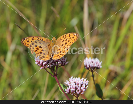 To use this stock image in your creative project, please select the size you need over to the right and click the "Add to Cart" button.
Your downloaded image will come with the Cutcaster watermark removed so don’t worry about the watermark you see on this page. Monarch butterfly on red flower stock photo, Monarch butterfly on red flower by aarrows